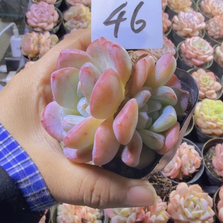 46.qqqwwwwwwwwwww
