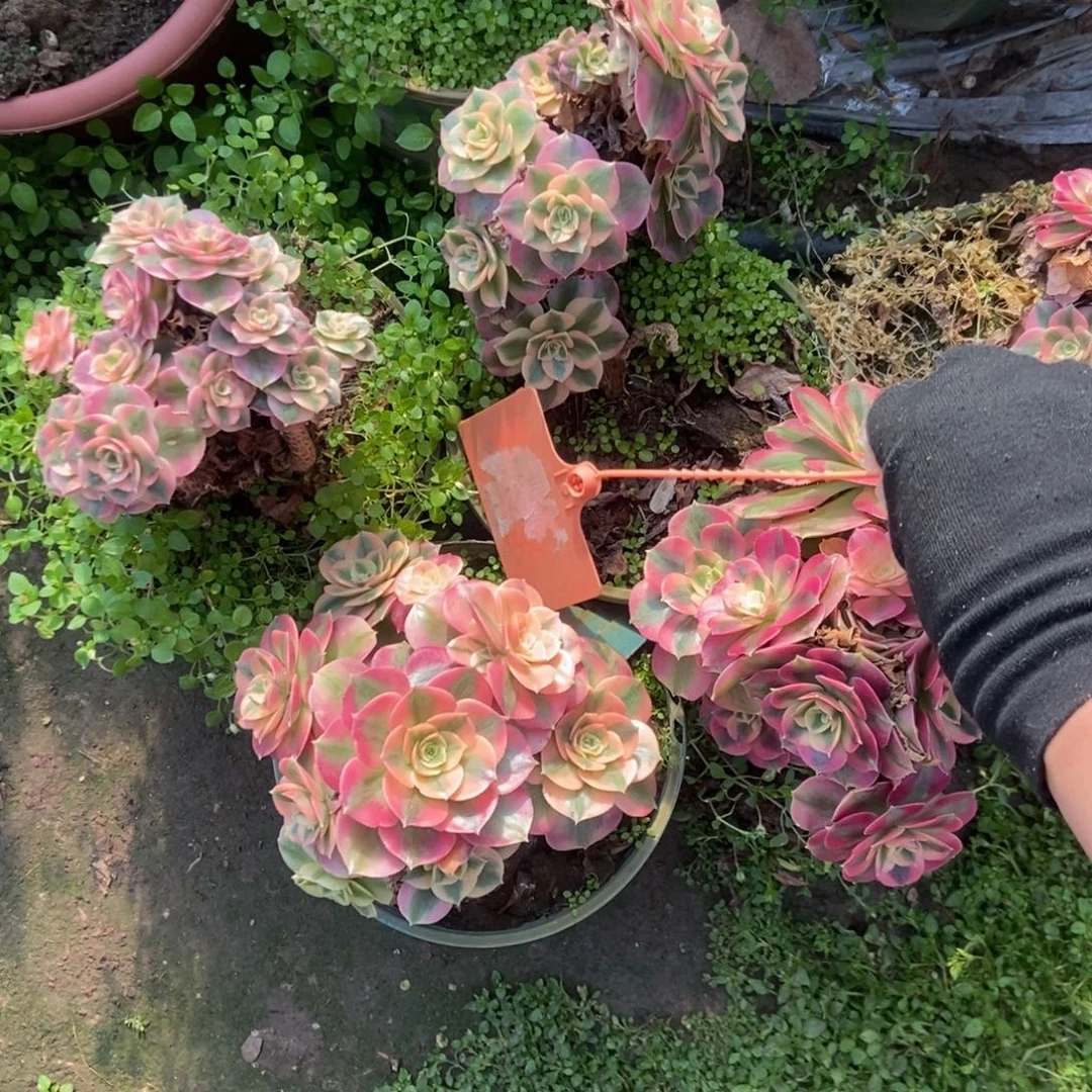 M***mD300荔枝干伤处理西棚5颗