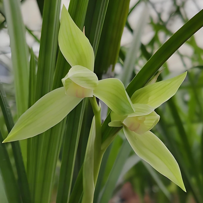 春剑名品【银杆素】当年开花壮苗浓香好养室内阳台国兰花卉
