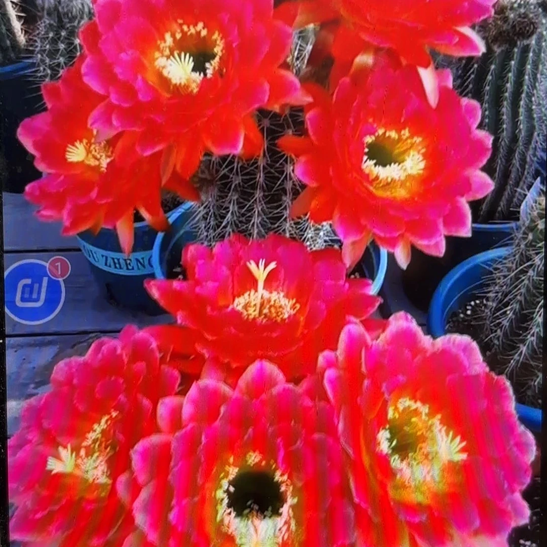 春春毛侧牙20包邮仙人球