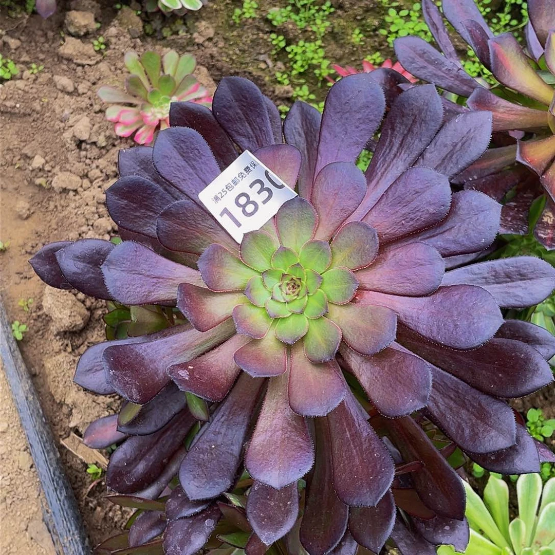 18330黑瞳多肉植物