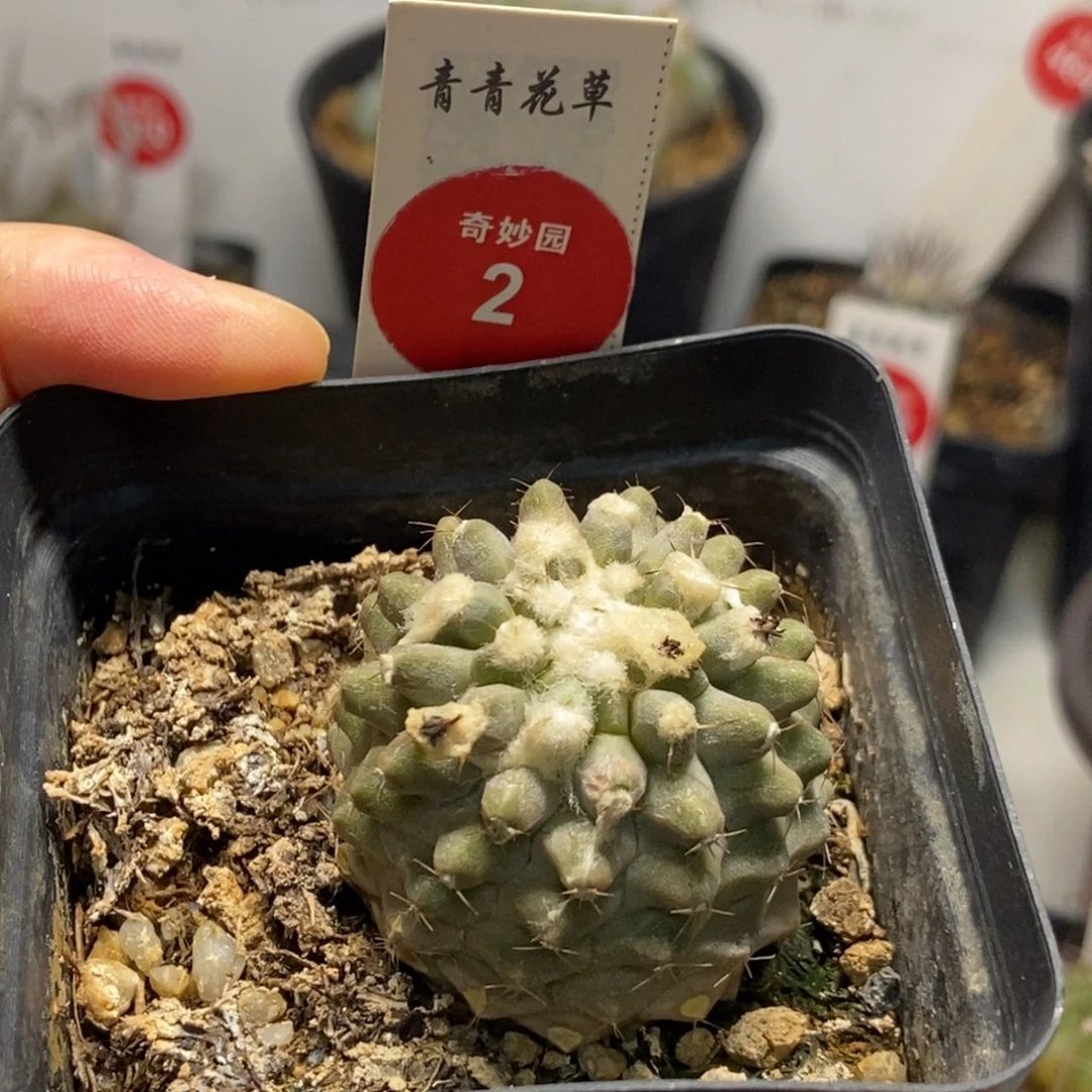 实生龙爪球3.6cm