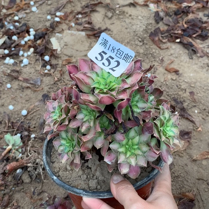 552韶华小手捧1号棚