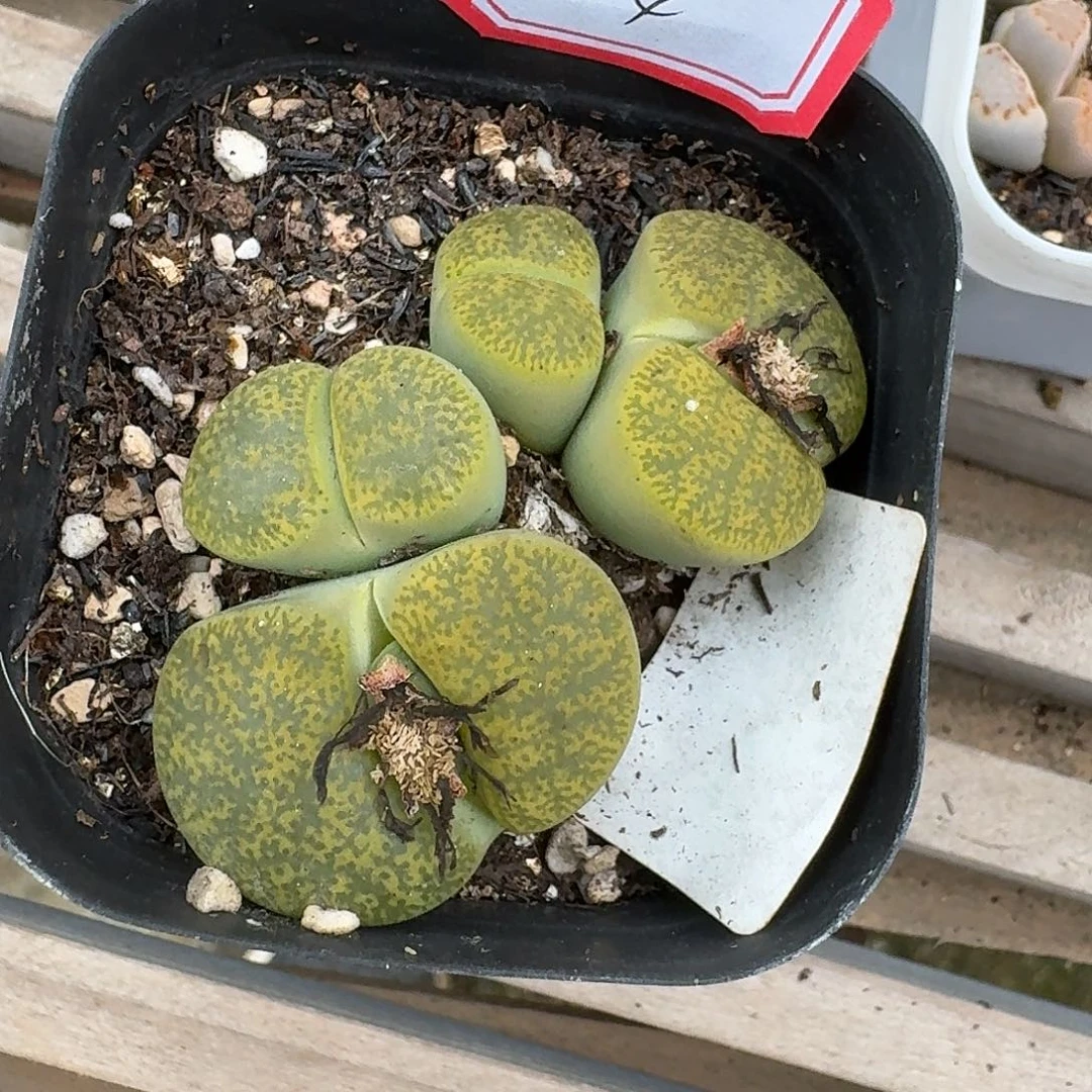 44多肉哈哈哈哈哈哈哈