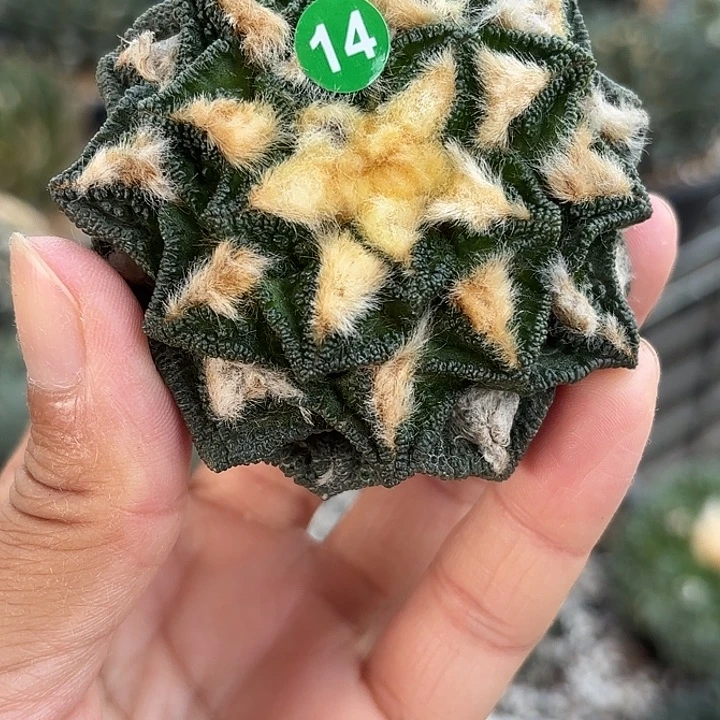 中***人苗接落地仙人球14