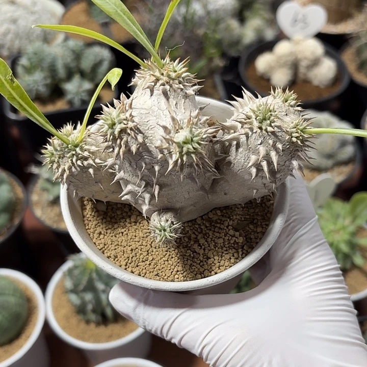 满***硬惠比大黑仙人球42342