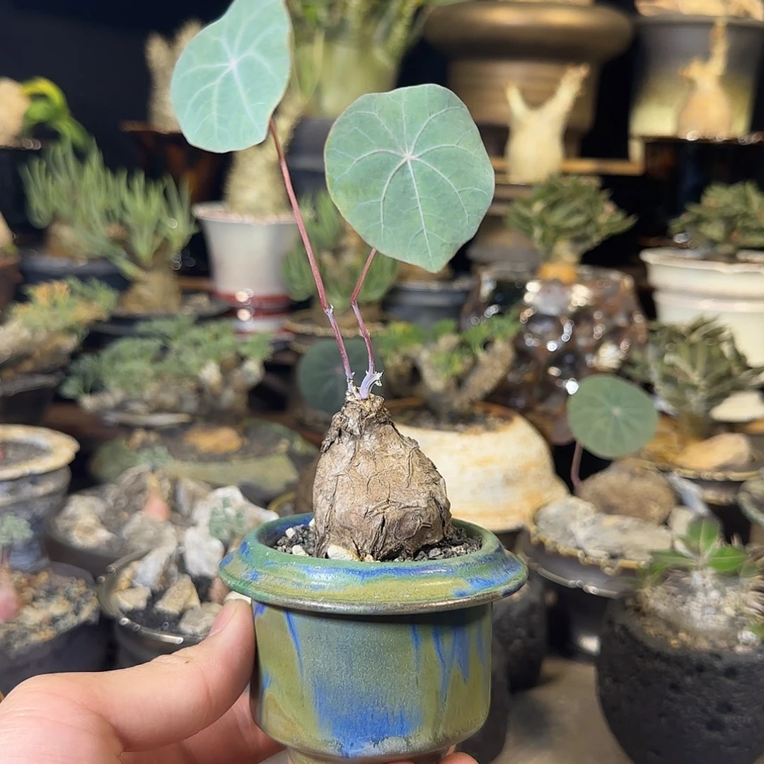 一物一拍老家一叶龟199