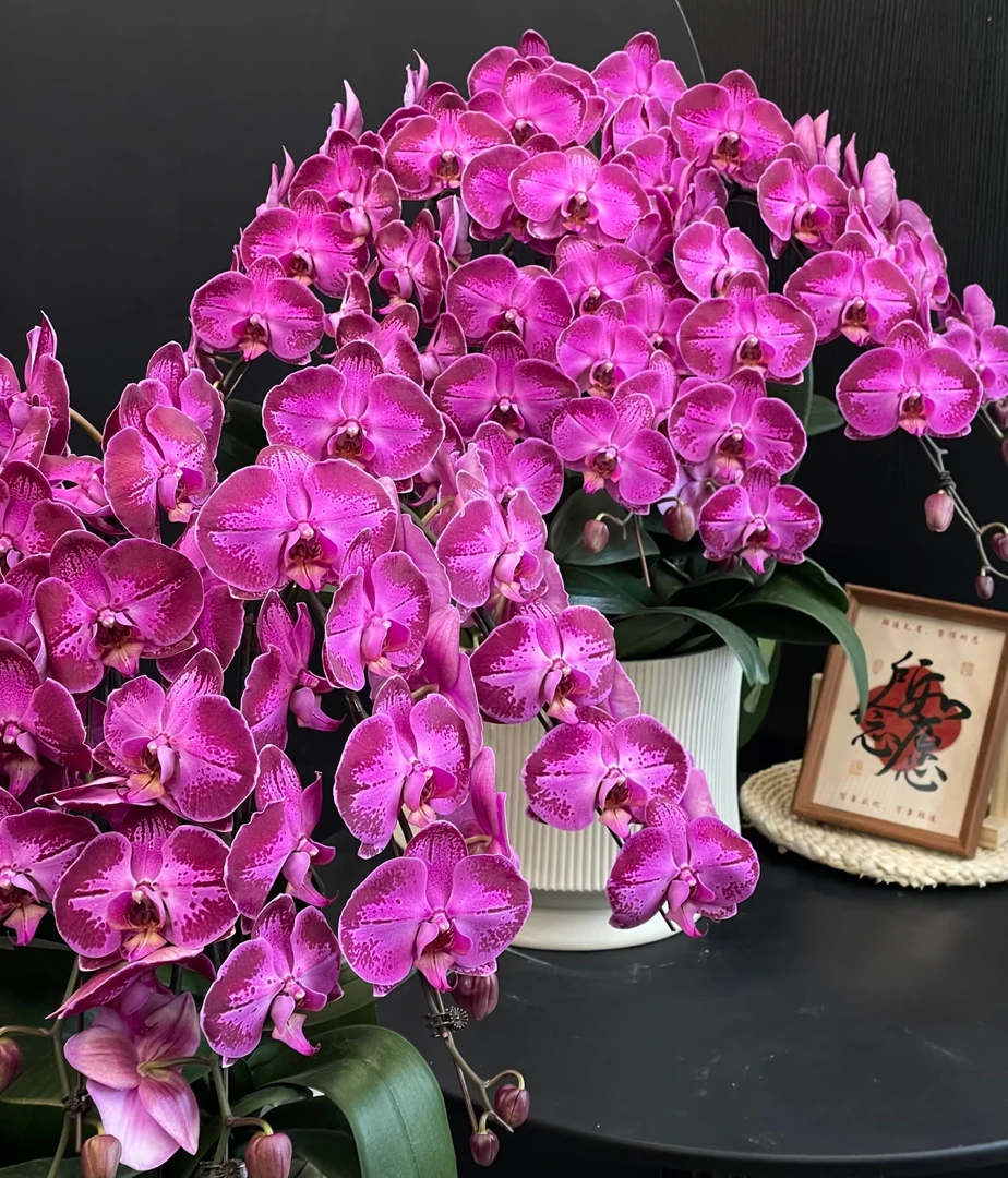 欧品带剑【潮流】2.8寸杯丝绒质感叶片瑕疵蝴蝶兰（全店满2颗发货）