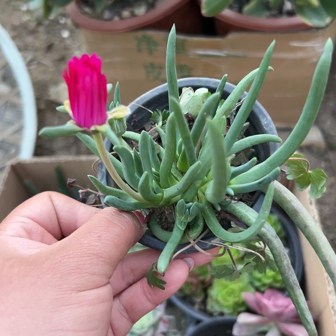 多肉植物红花奔龙