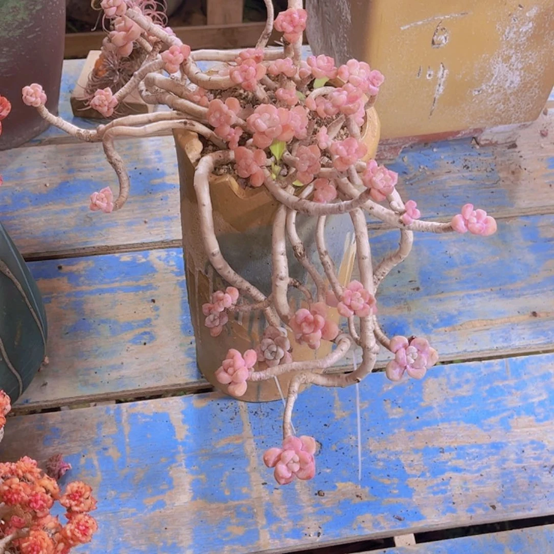 多肉老桩多肉老桩