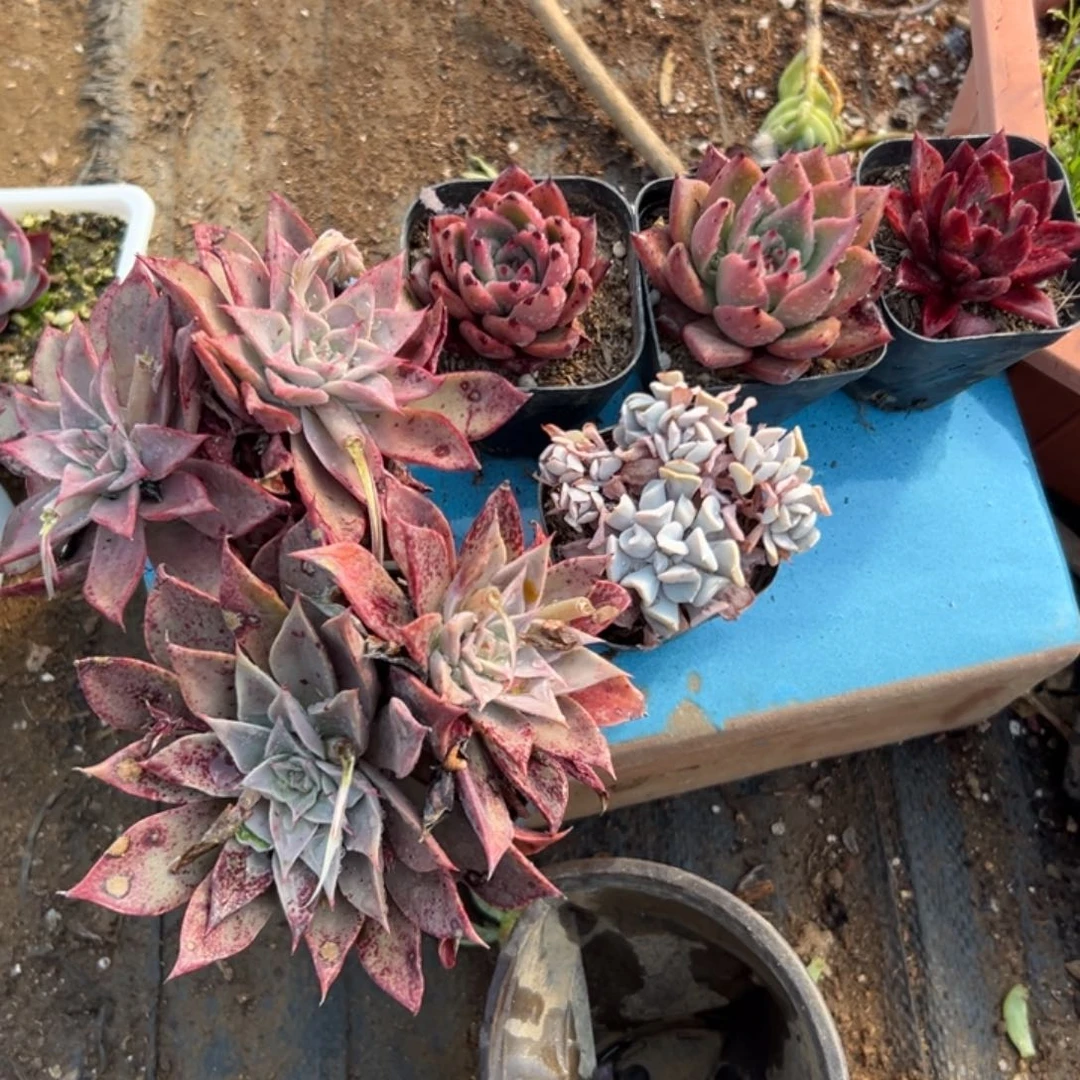 N****゛多肉植物一堆肉肉