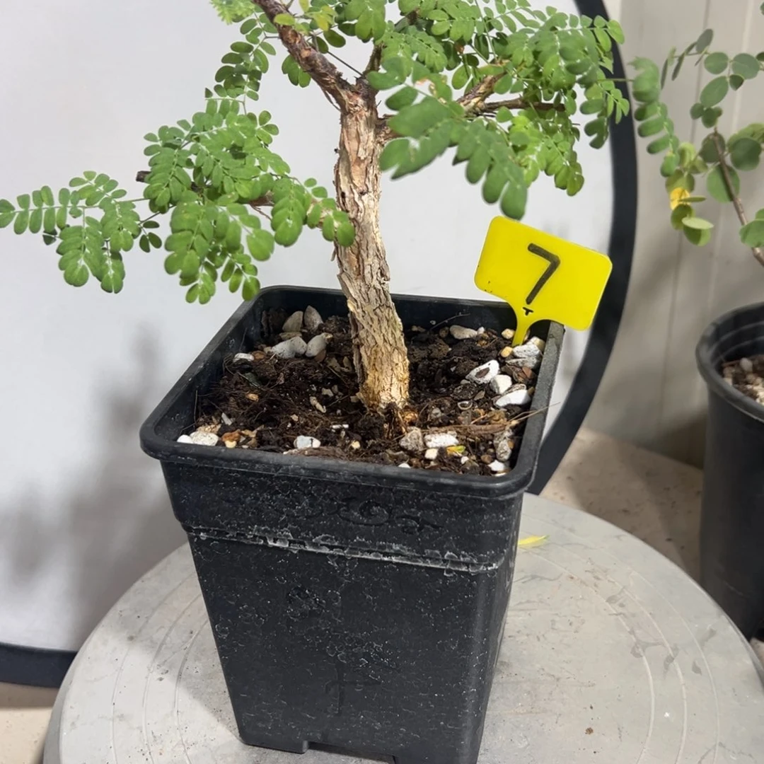 黑猴刺树带盆111111111