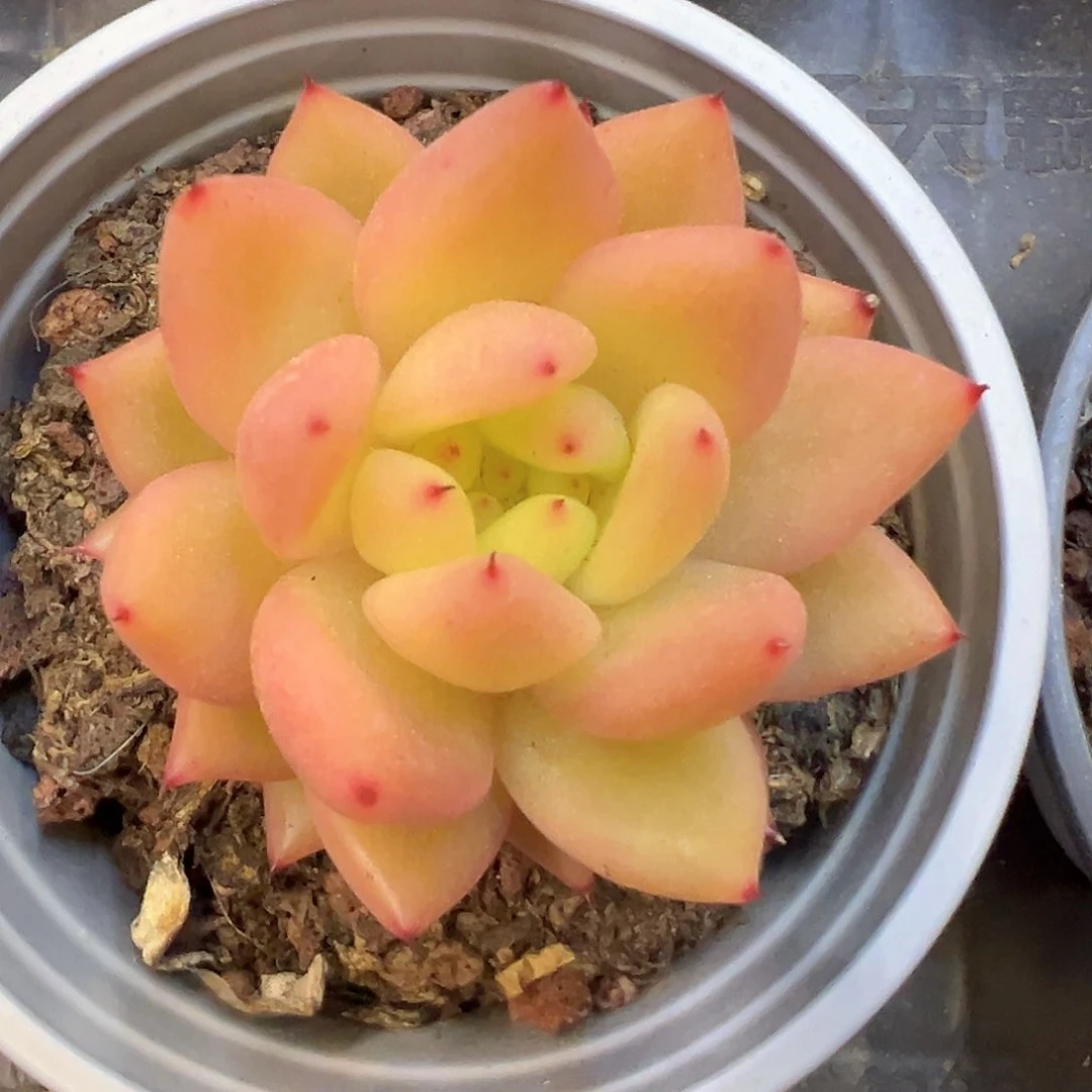 新品果冻香槟福利价