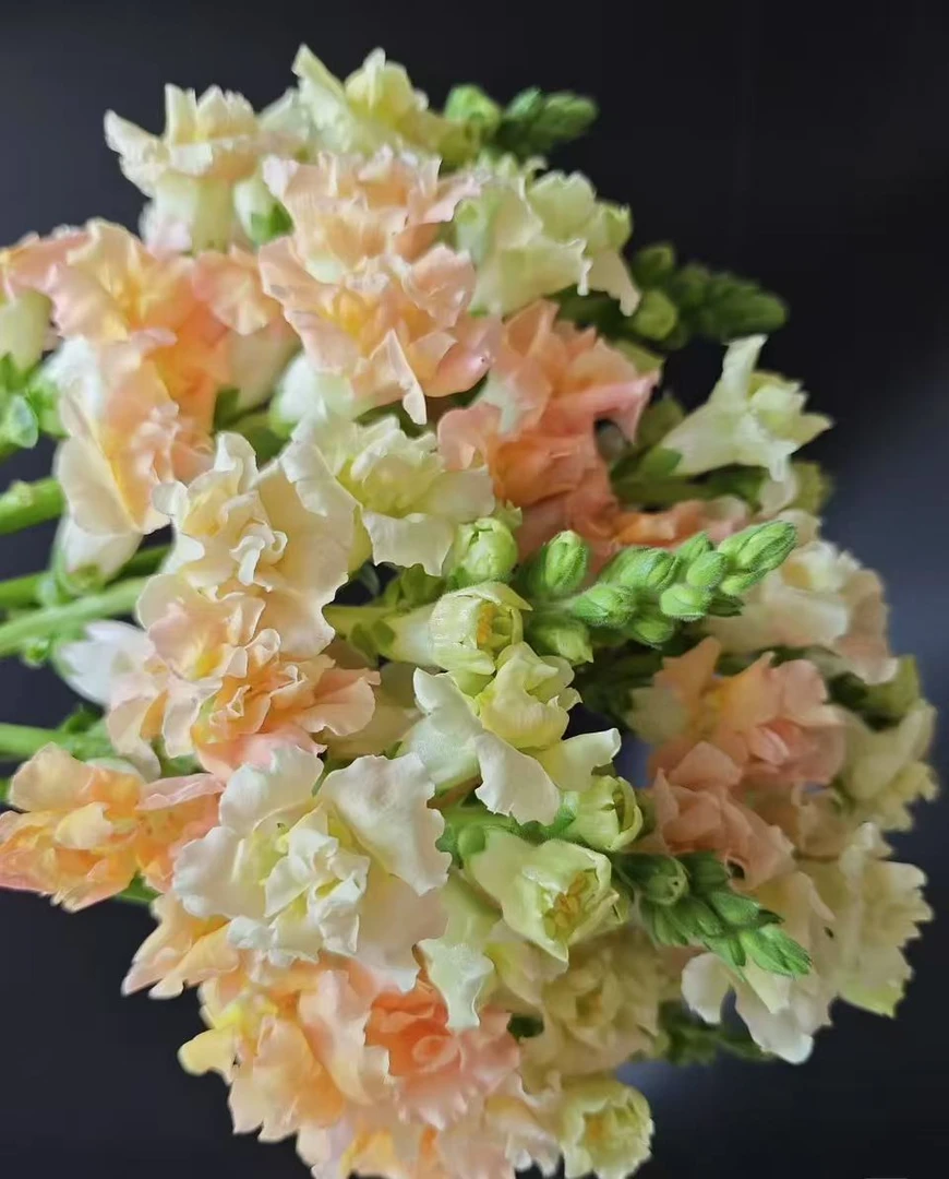 【葡噗花舍】香槟色 重瓣金鱼草  1扎