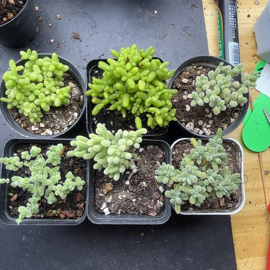 16新手套餐6颗组合