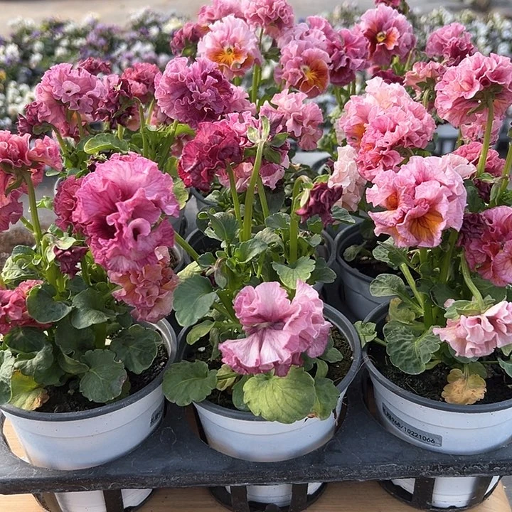 水晶抖音直播量拍968粉色