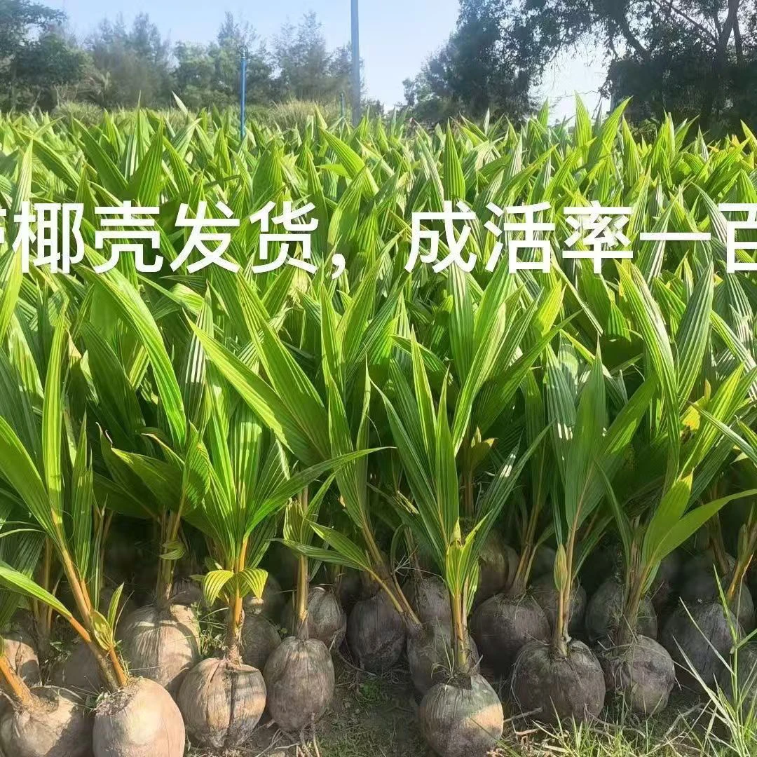 海南椰子树苗大青椰子苗带壳带叶南方可种植