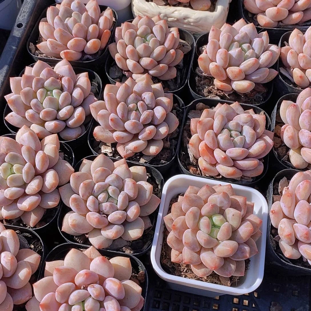 0630- 半夏单头福利一颗 带白方 量拍