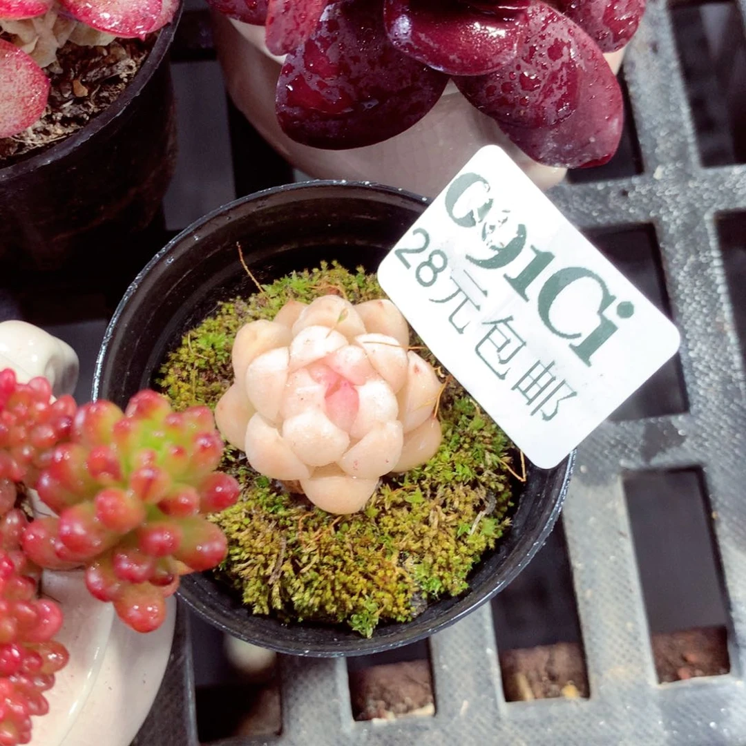 5厘米盆精控多肉091