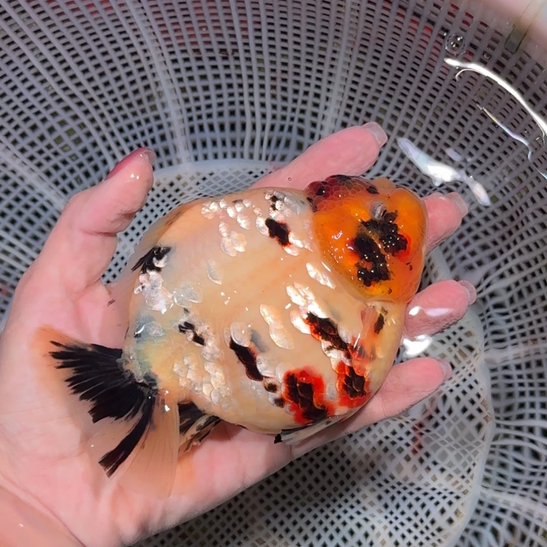 龙睛金鱼亚成兰寿兰寿