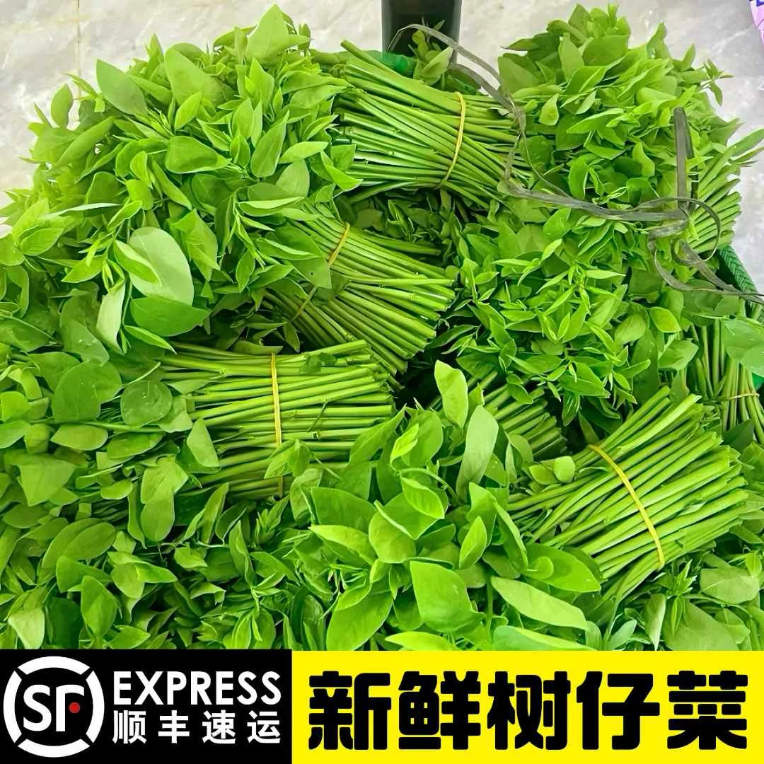 现摘新鲜野菜树仔菜天绿香酒店私房野菜益肝菜革命菜海南树菜顺丰