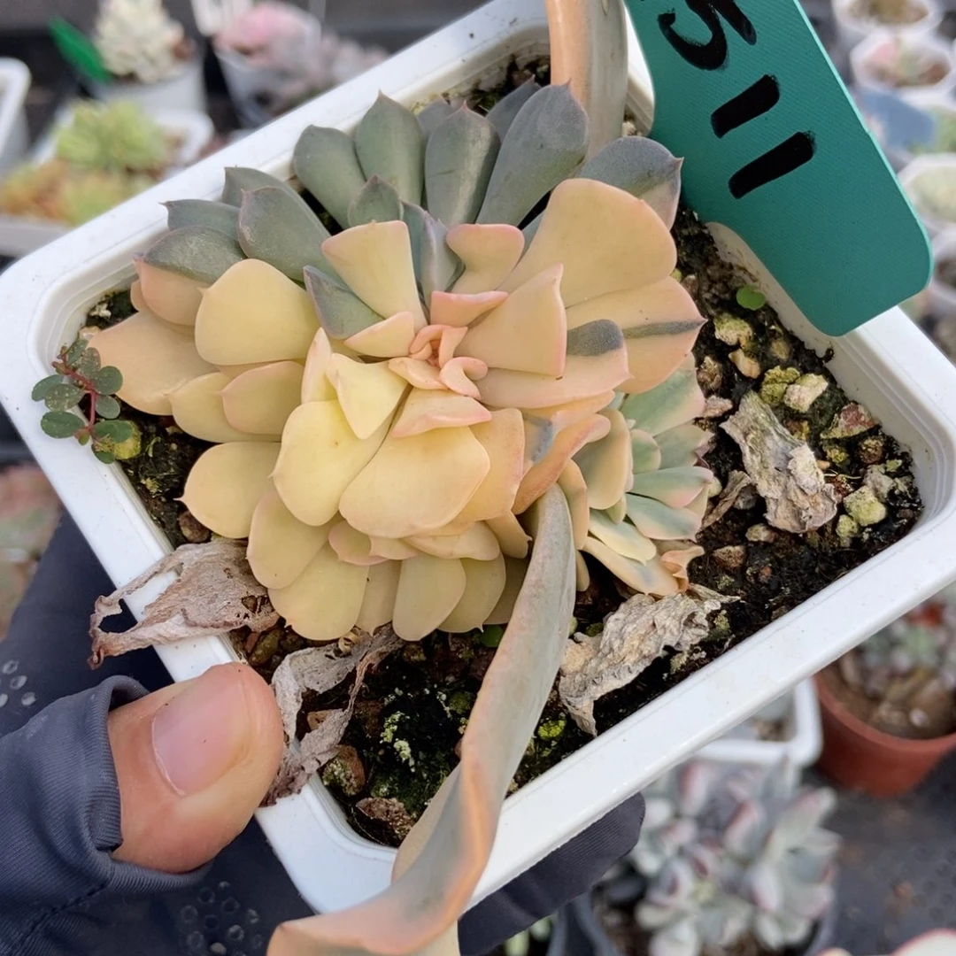 1511利比亚锦多肉植物