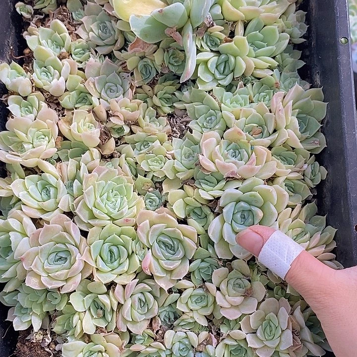82 多肉植物盆栽花卉