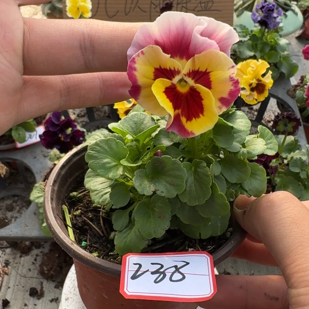 大部分花苞少量开放238