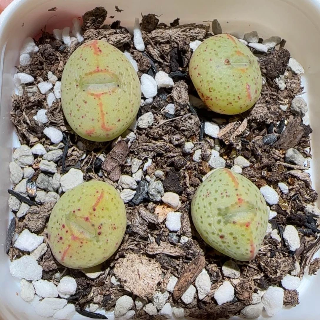 肉锥多肉植物百科-一盆125