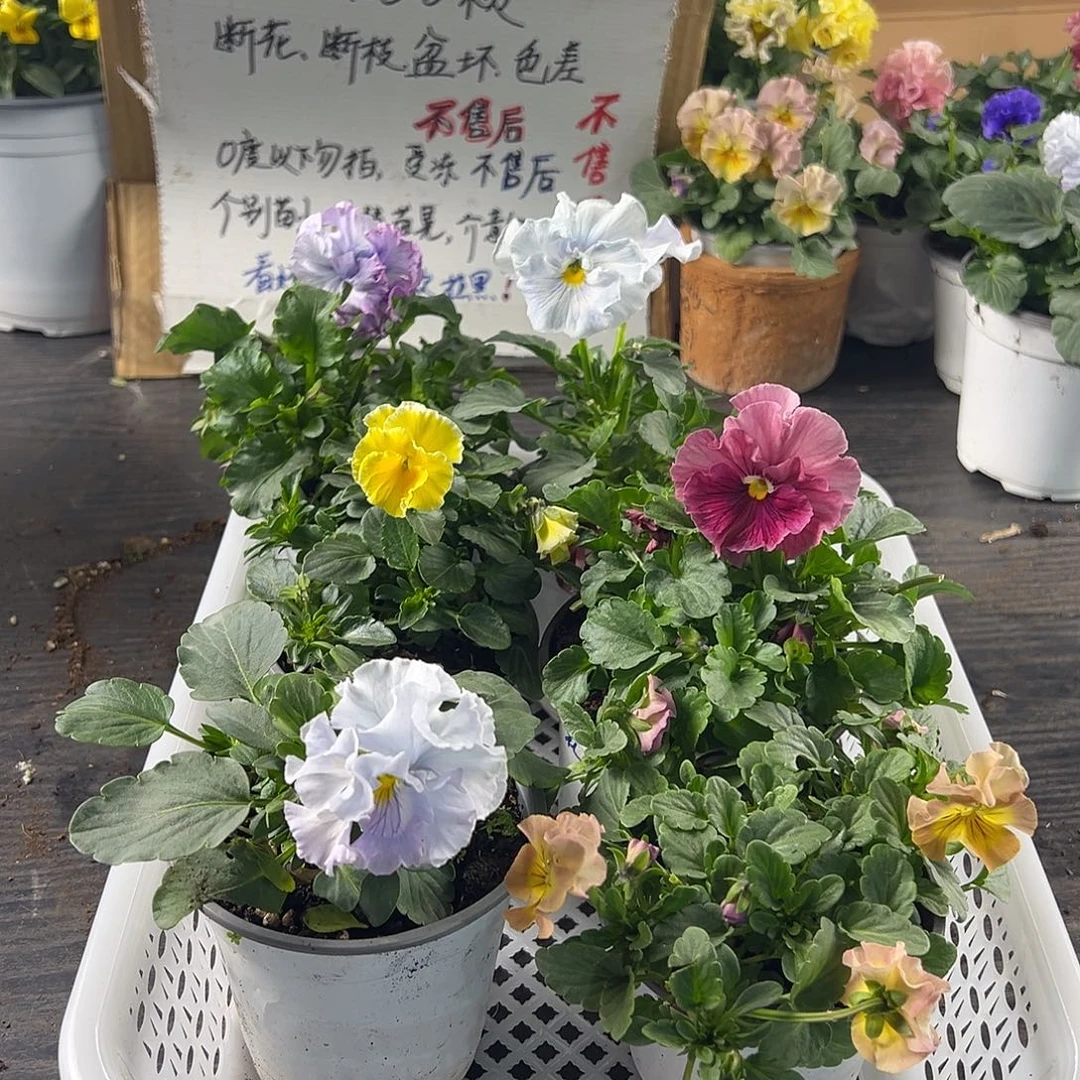 大部分花苞少量开放157号