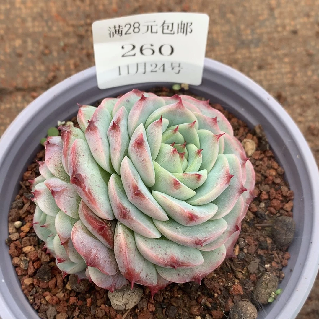 【闪购商品】云260号
