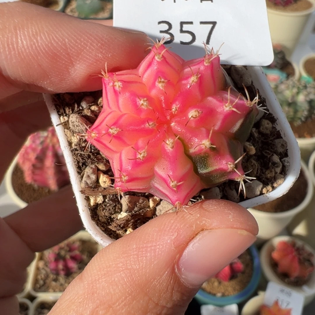 357 好看的米哈冲冲冲