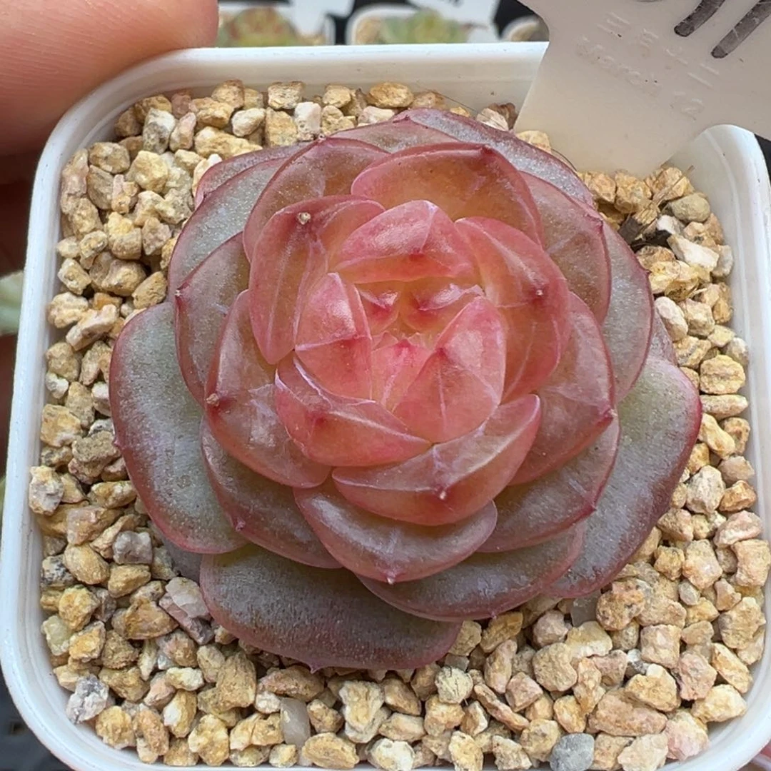 691号知夏 晗雨多肉