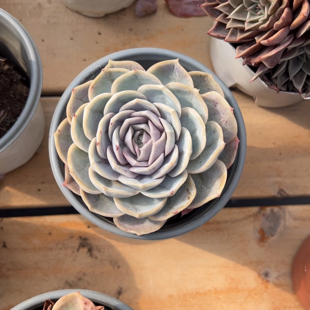 多肉蓝色惊喜【非偏远地区满18包邮】