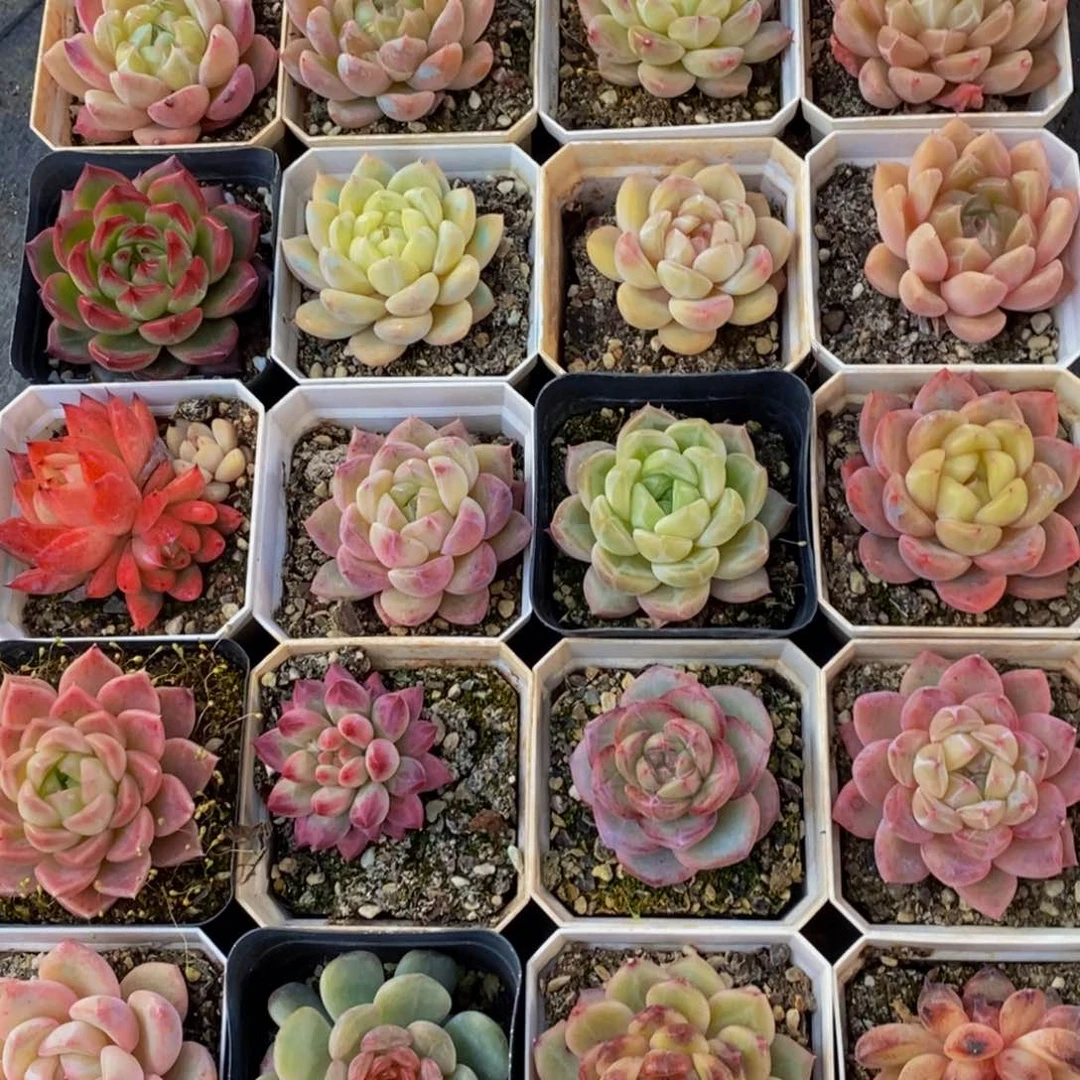 毅**深415多肉植物保护研究所所长