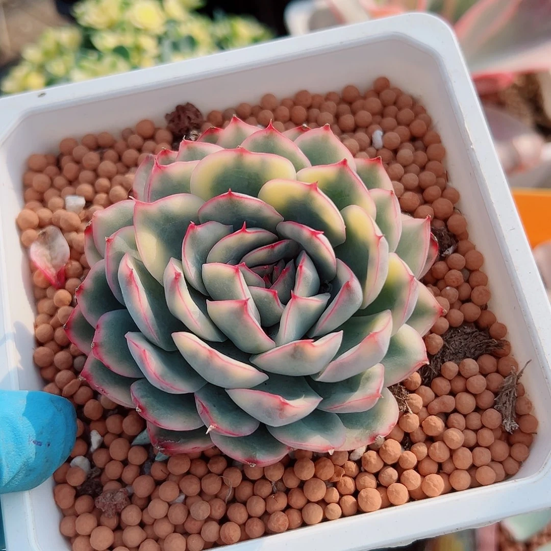 白荷花锦，覆轮锦