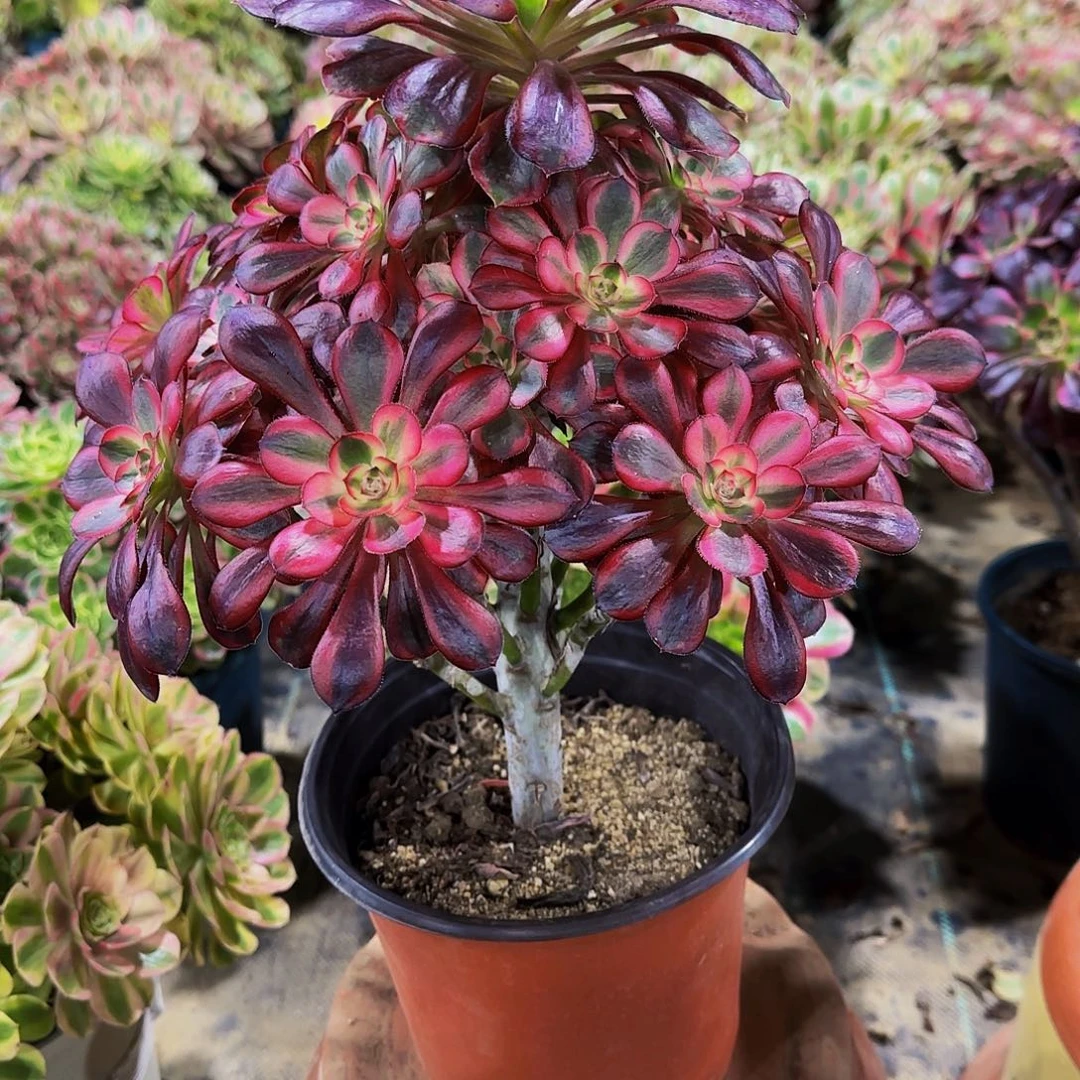 老庄香奈儿法师48.8