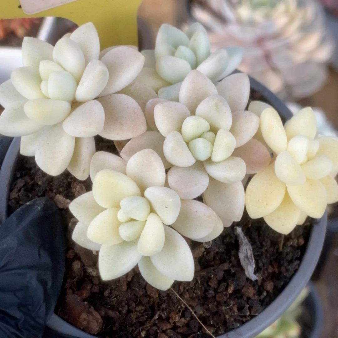 758蛋糕锦锦锦锦锦锦