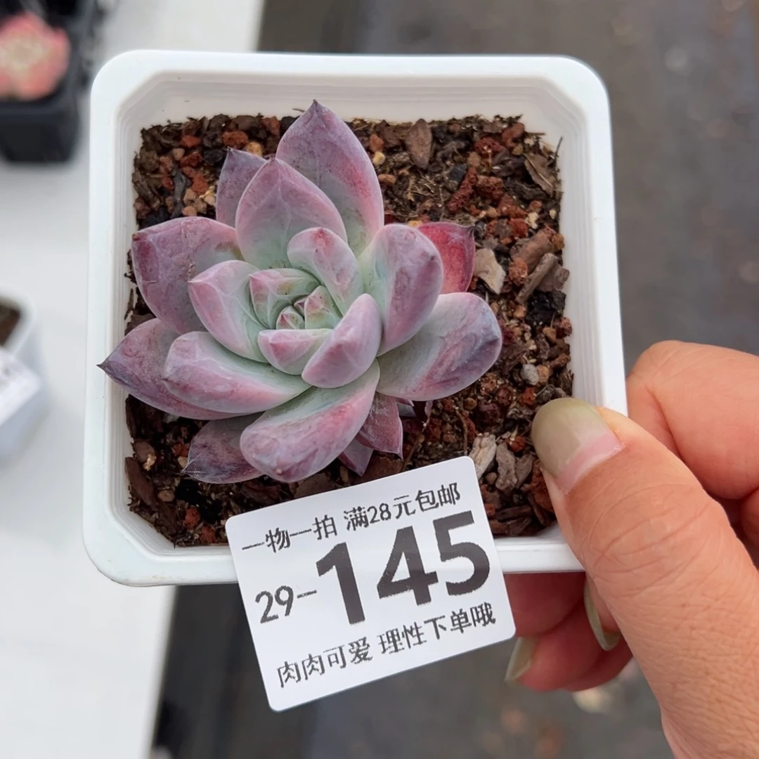 布兰迪多肉多肉多肉多