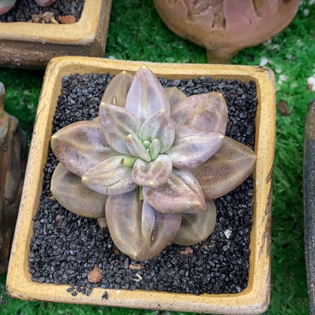 樱****?樱桃小丸子惜春多肉植物
