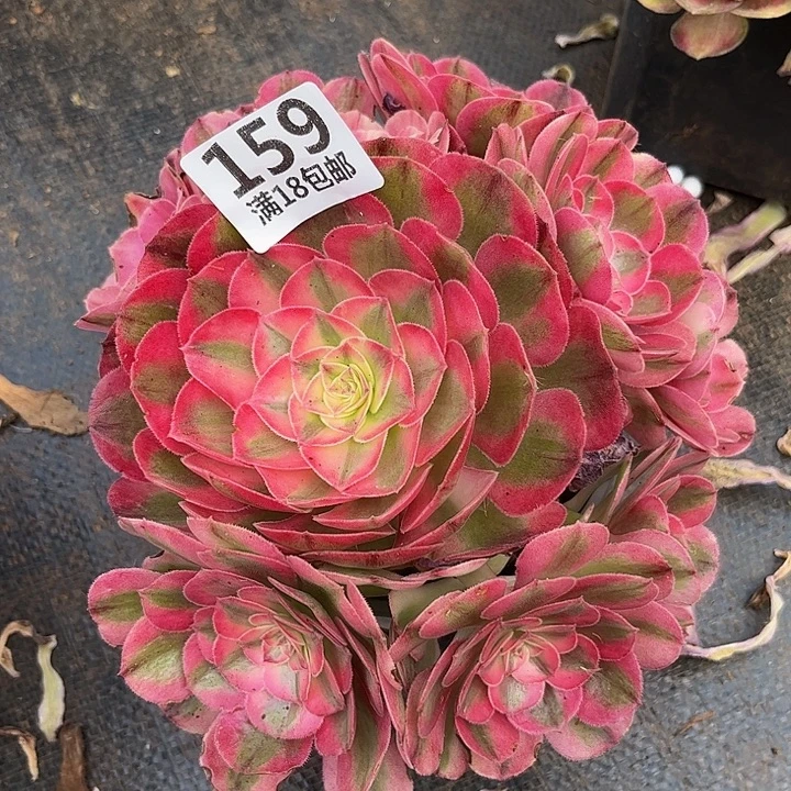 159倾城朵朵无根发货