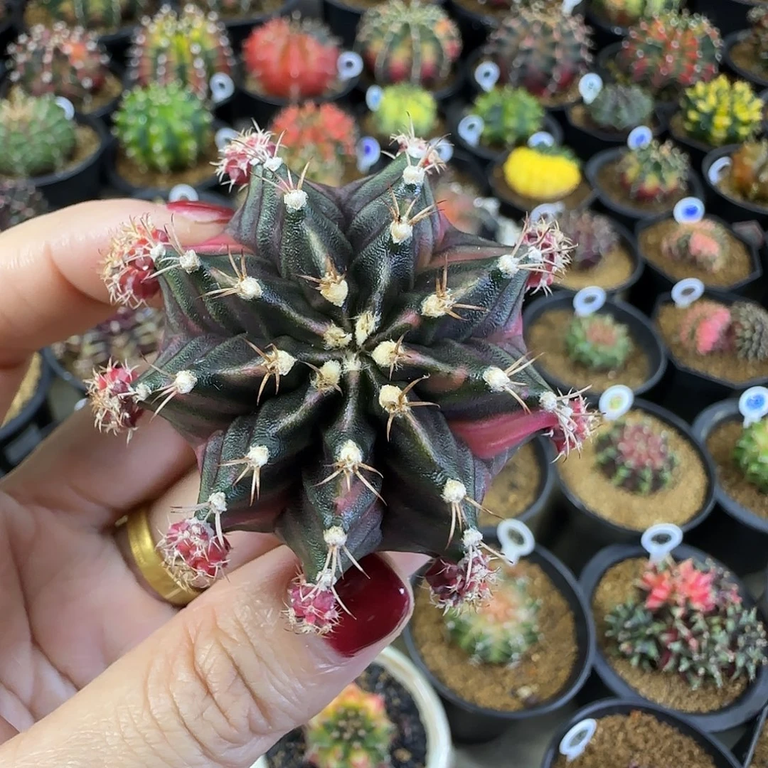 侧芽米哈锦，福利价