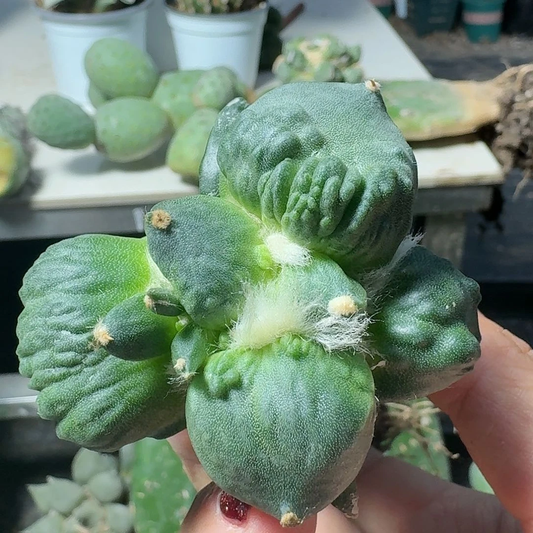 【闪购商品】无花朵瀑布涛481