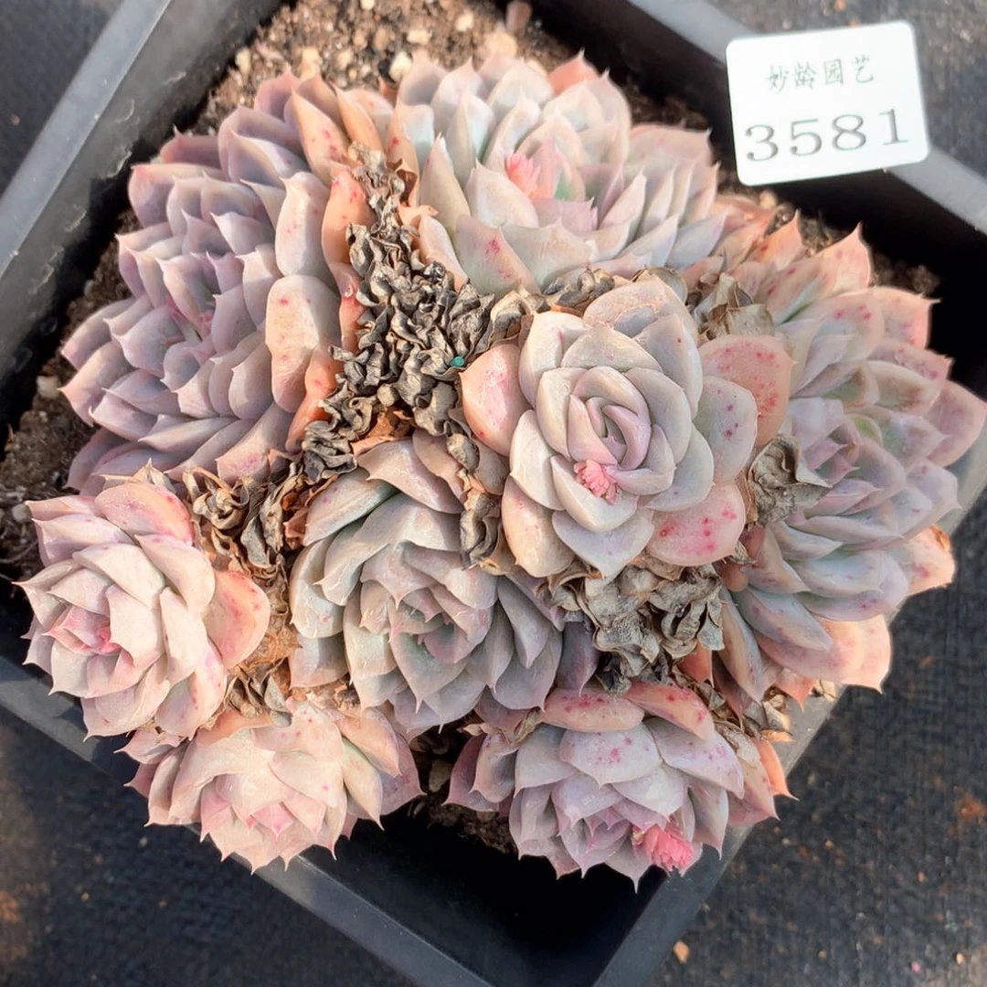 3581杂交多肉植物