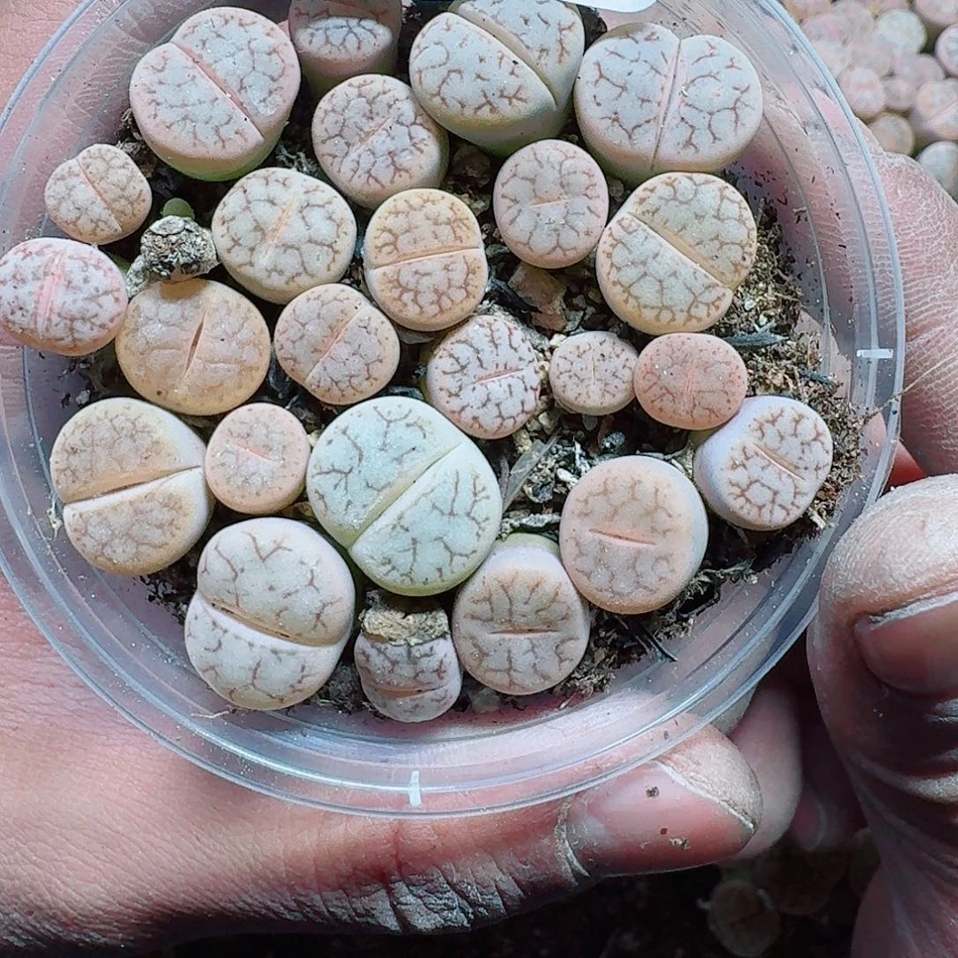 280 多肉植物多肉植物