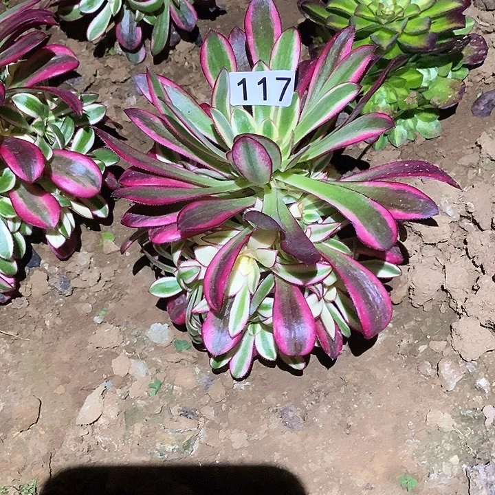 多肉植物法师117冰激凌量拍