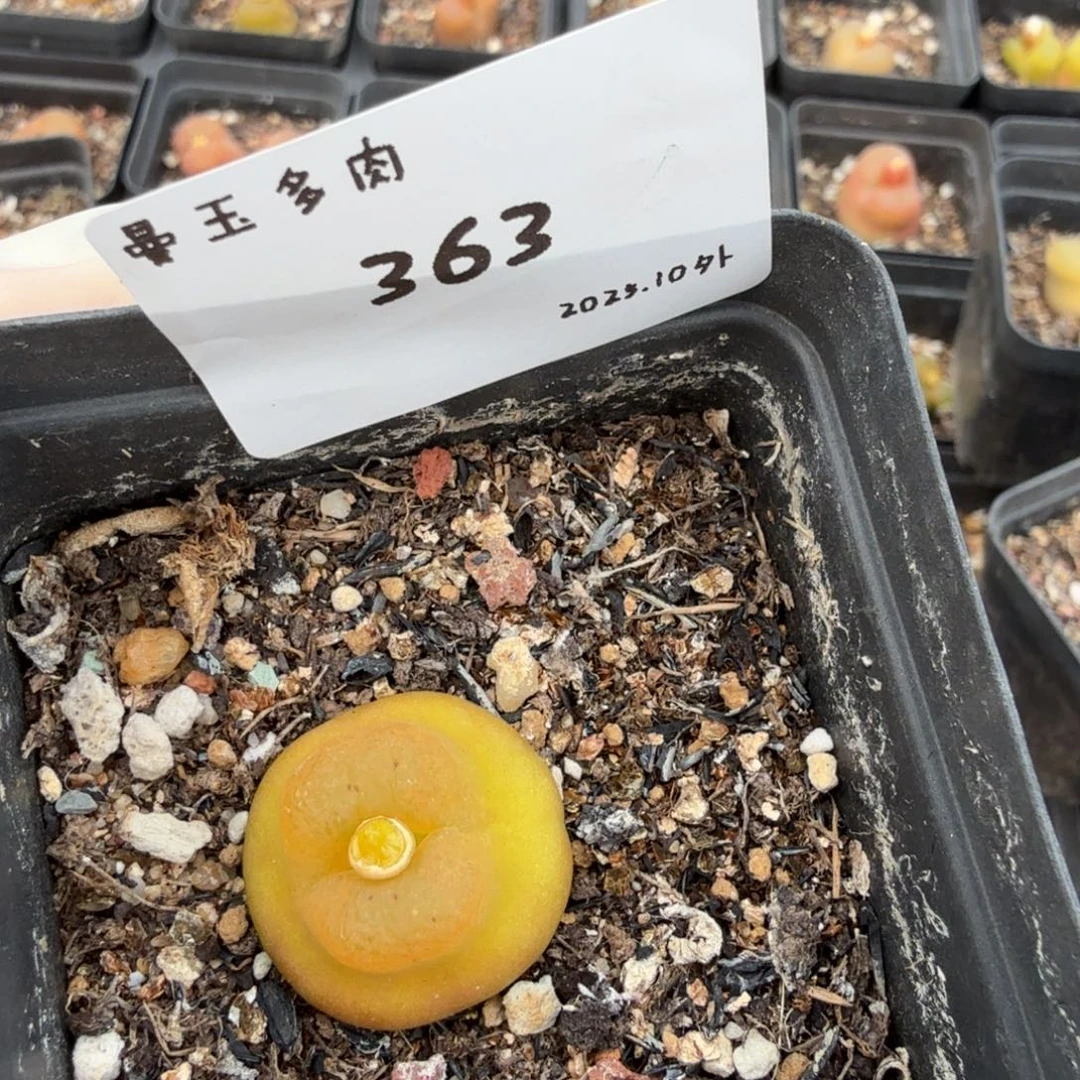 酷***蛋多肉多肉多肉10-363