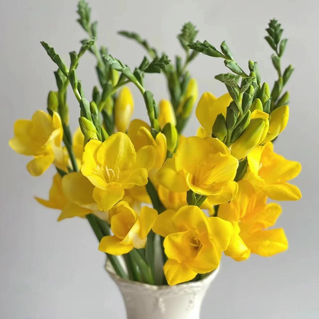 10枝黄色香雪兰 （小苍兰）任意两单顺丰或京东快递