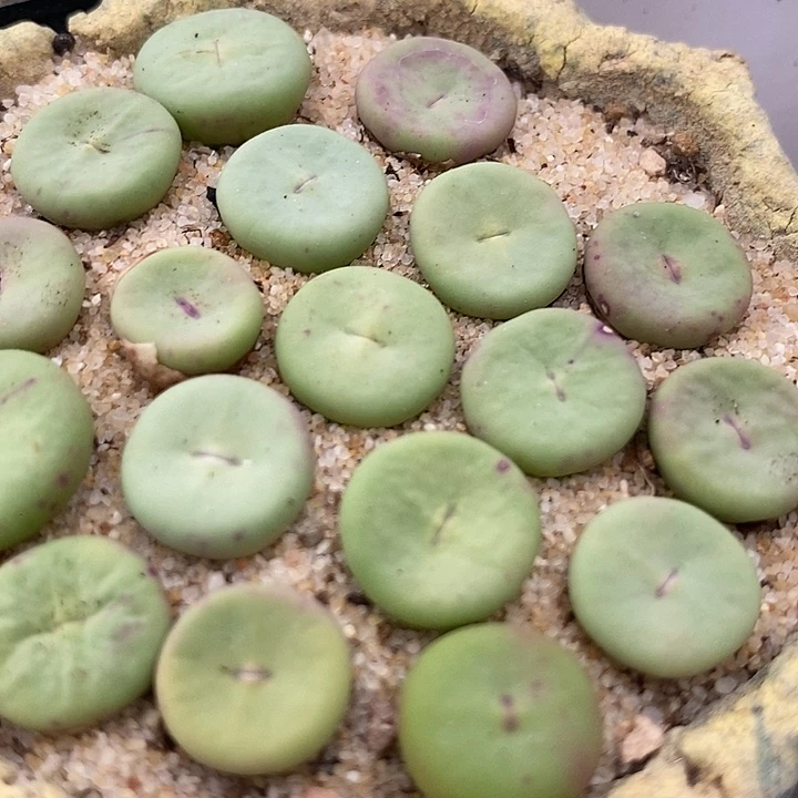 31514小红嘴sub一组两颗