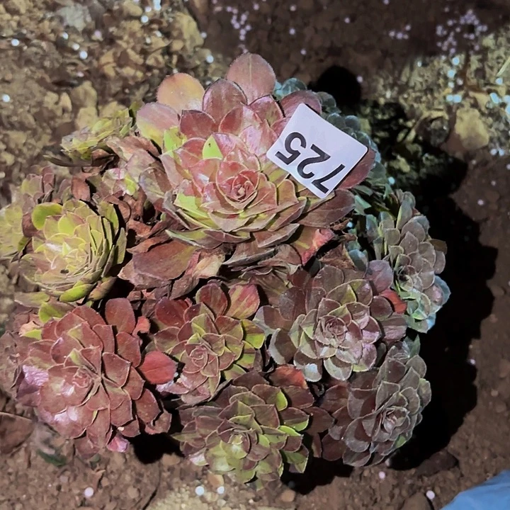 725花月夜多肉植物不售后